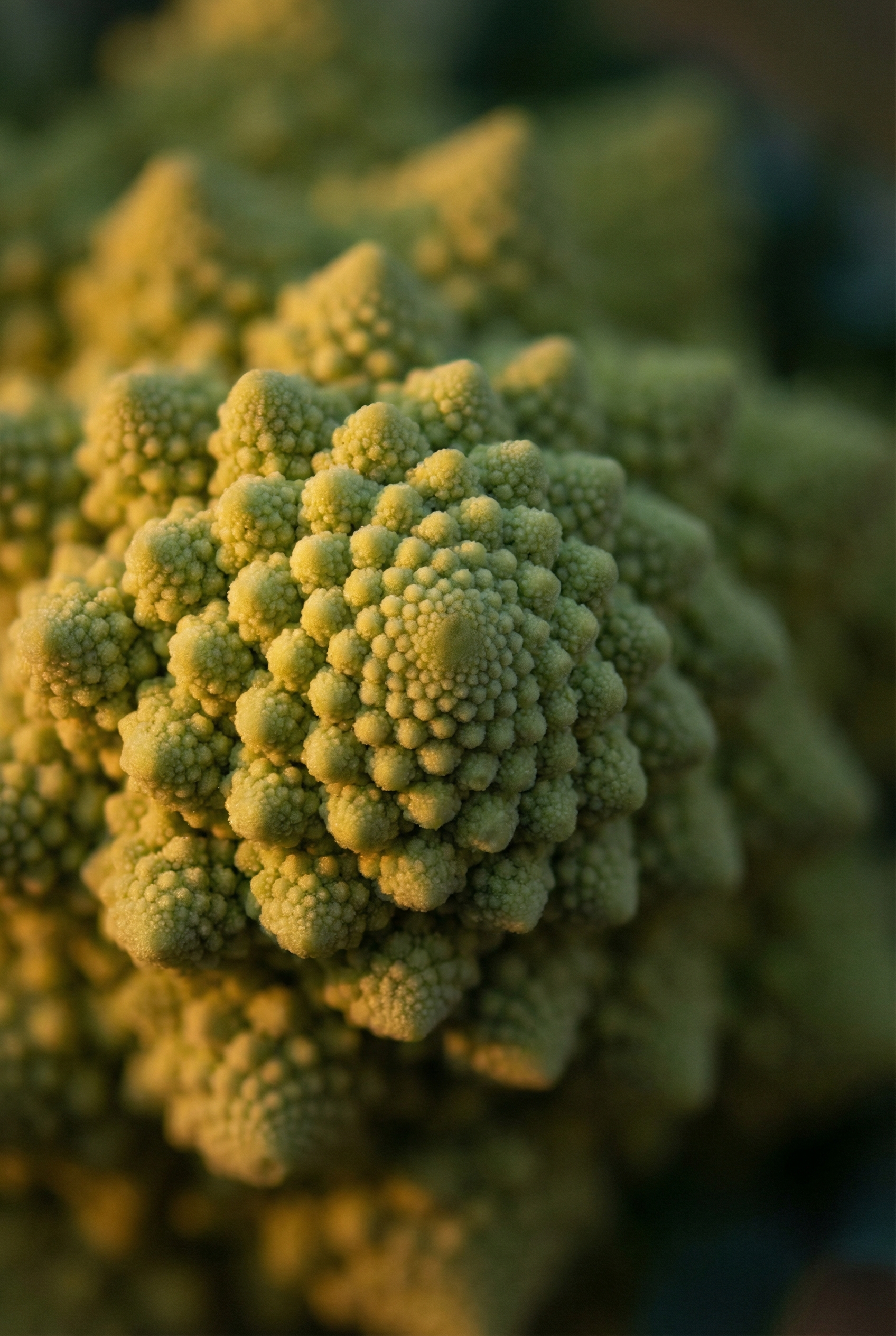 Verdant Symmetry: The Fibonacci Heart