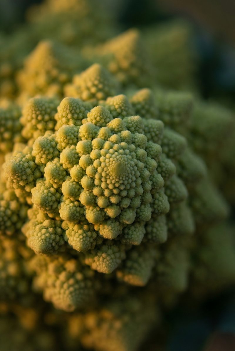 Verdant Symmetry: The Fibonacci Heart by @Primpter - wall art print