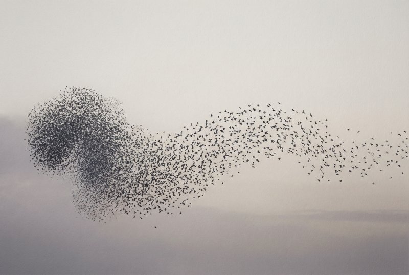 Rhythmic Dispersal in Slate and Lavender by @Primpter - wall art print